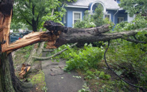 fallen tree on property